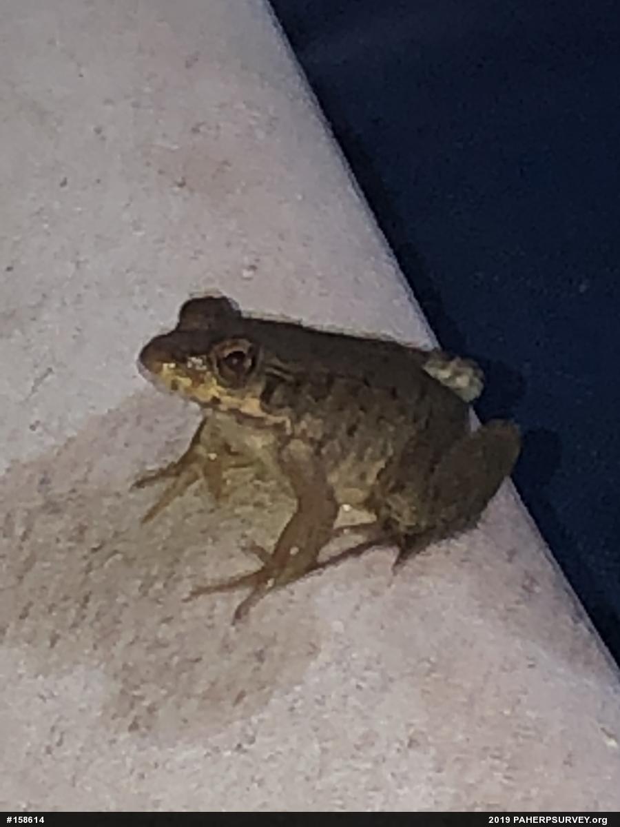Green Frog