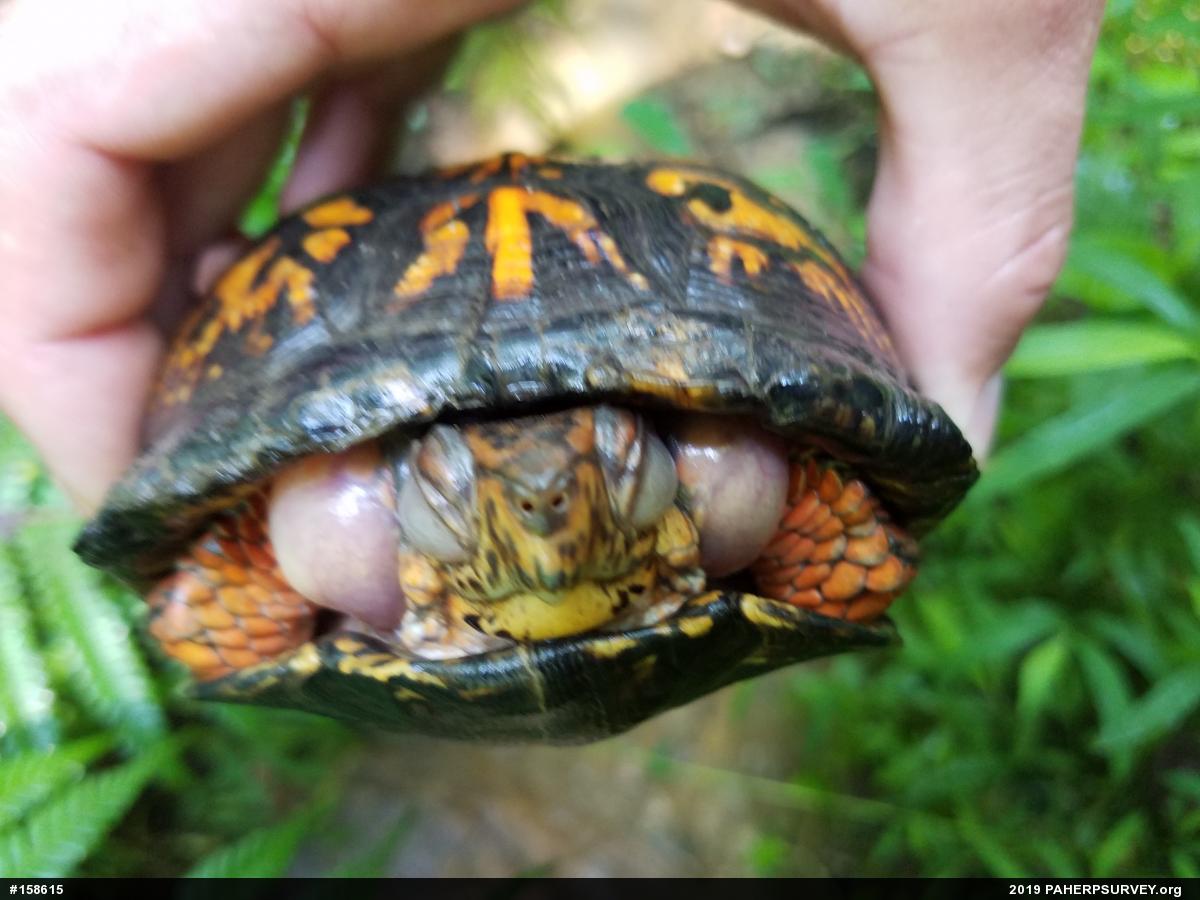 Eastern Box Turtle