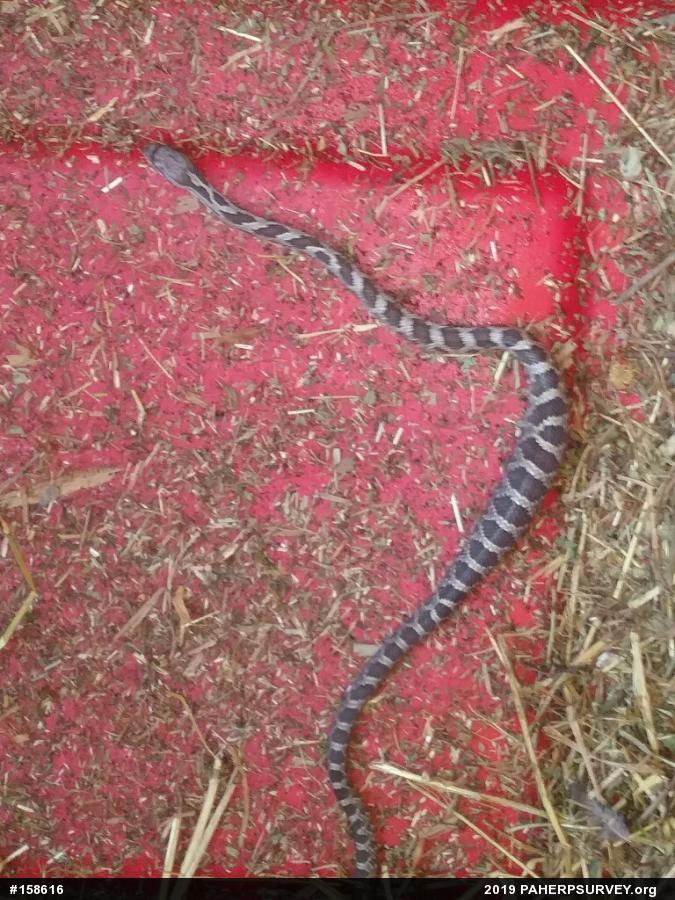Eastern Ratsnake