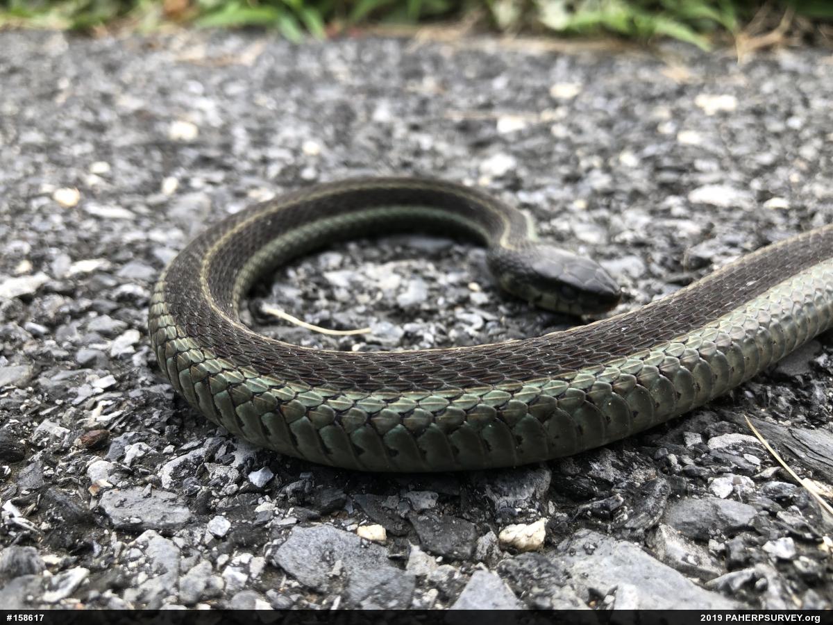 Eastern Gartersnake