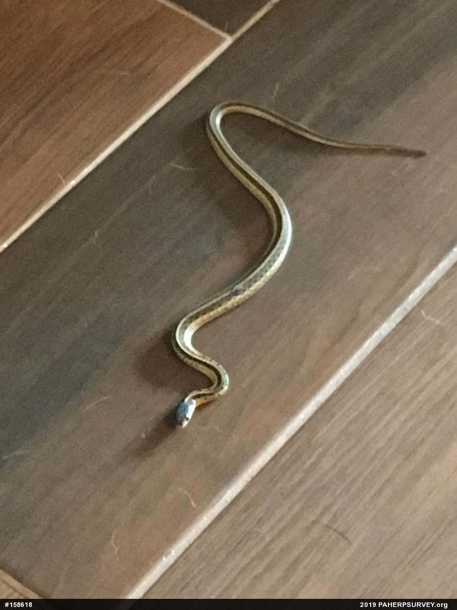 Eastern Gartersnake