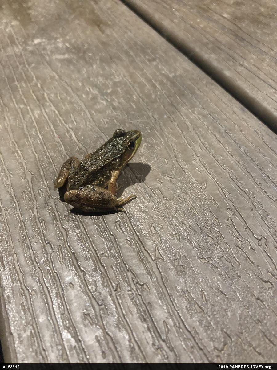 Green Frog