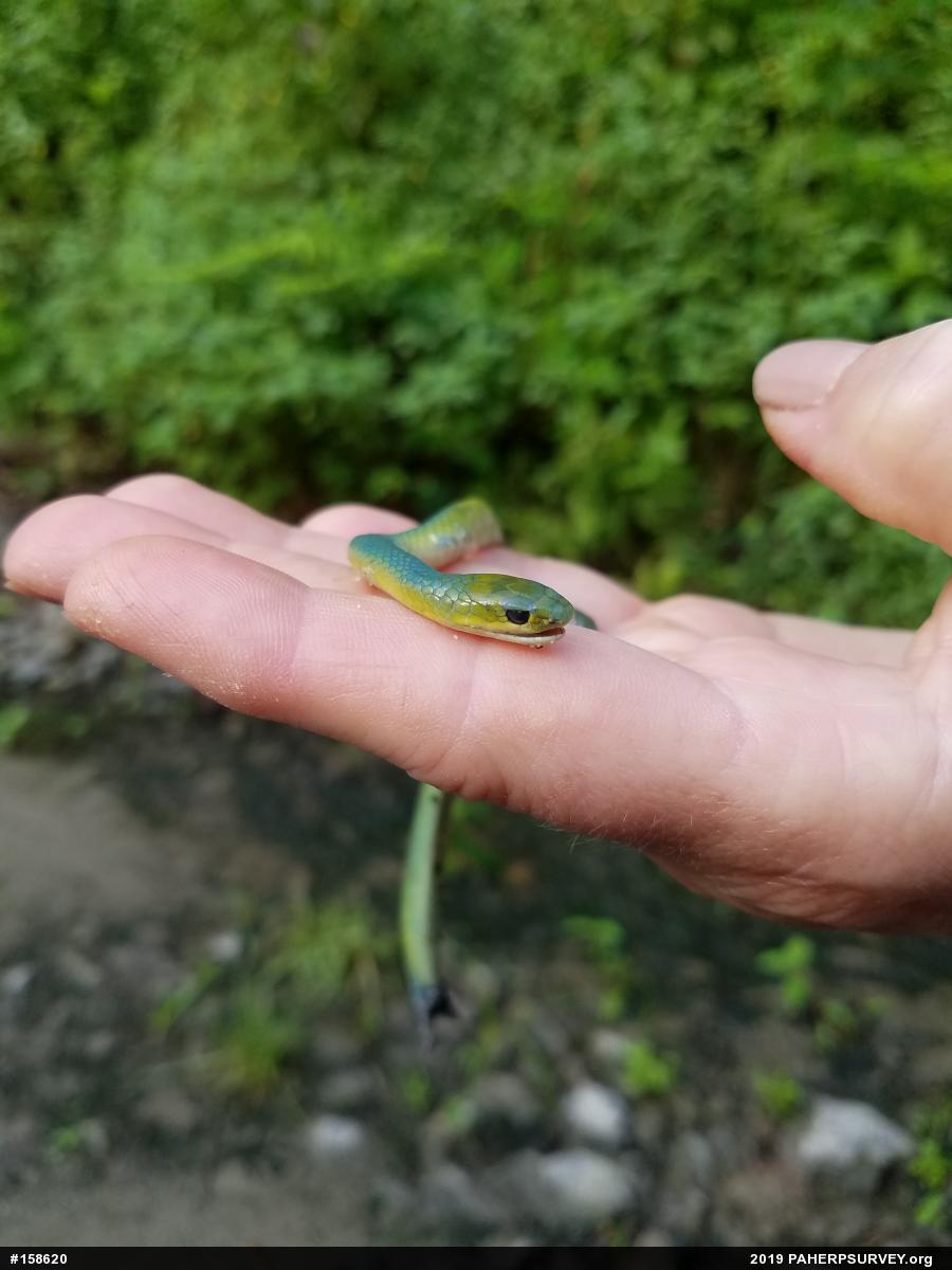 Smooth Greensnake