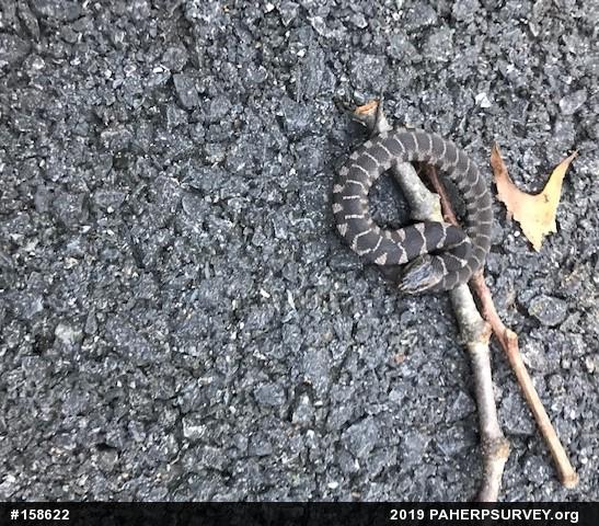 Northern Watersnake