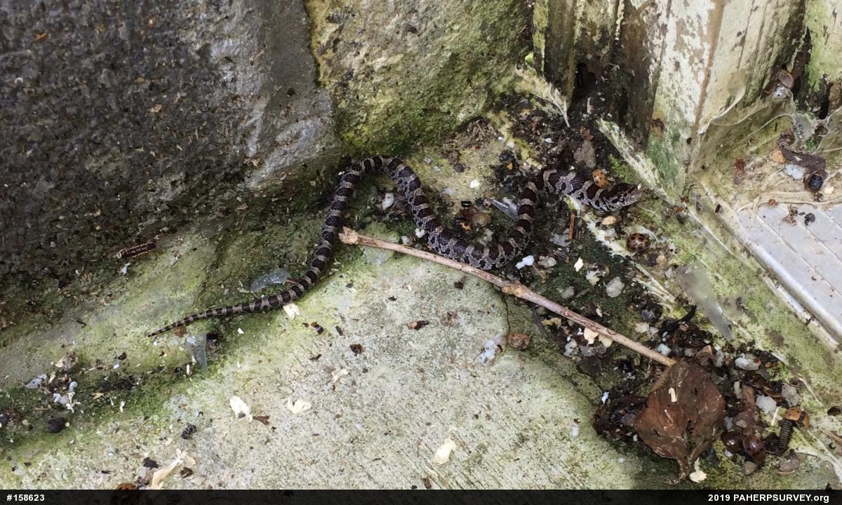 Eastern Milksnake
