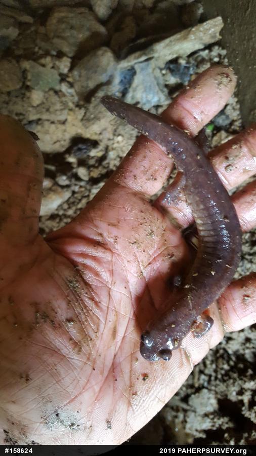 Northern Spring Salamander