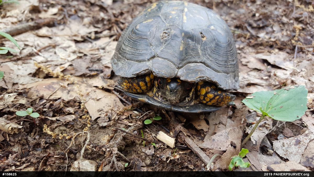 Eastern Box Turtle