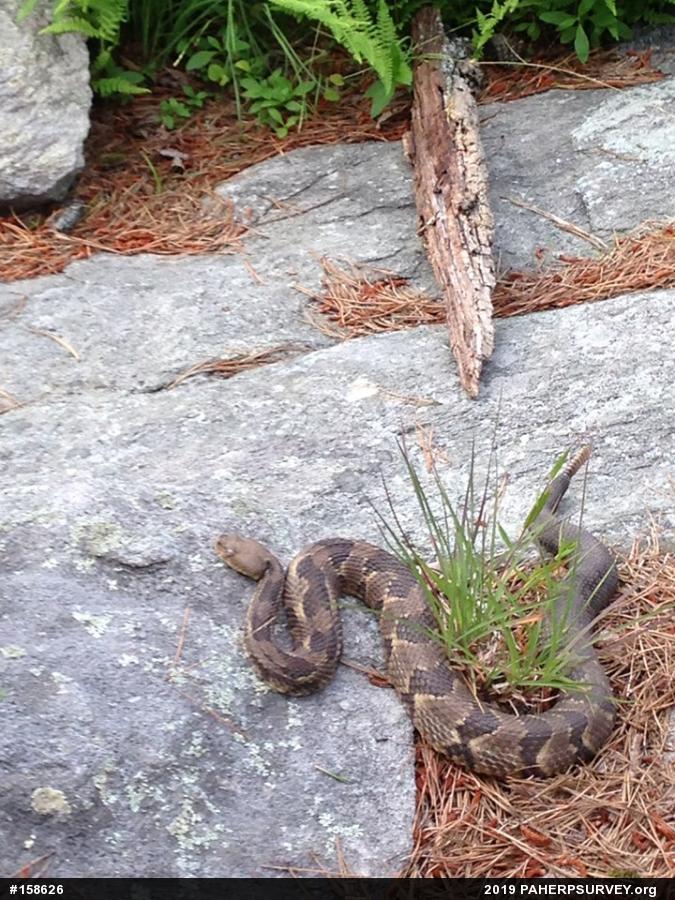 Timber Rattlesnake