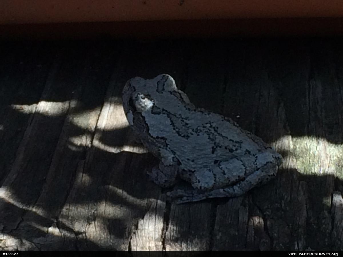 Unknown Gray Treefrog