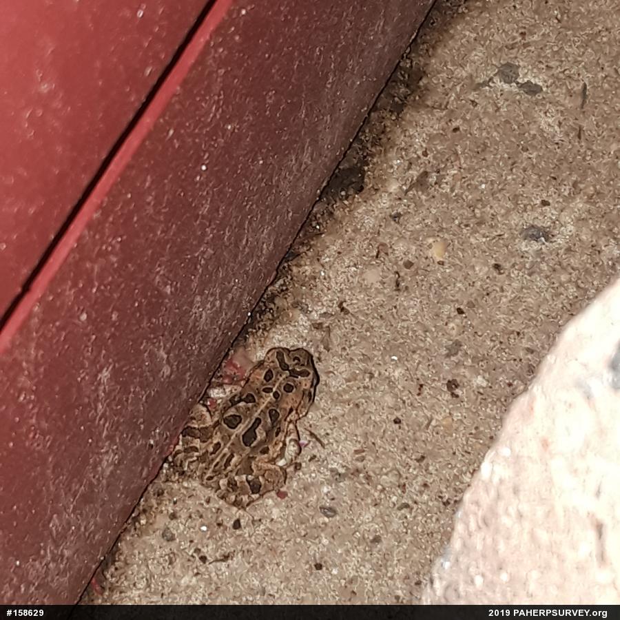 Fowler's Toad