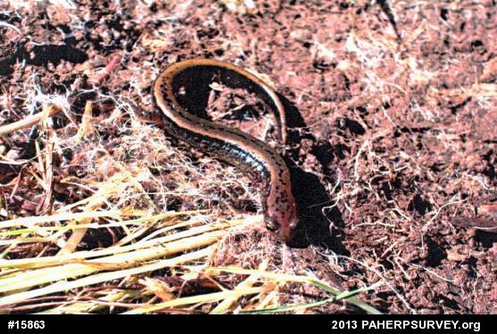 Northern Two-lined Salamander
