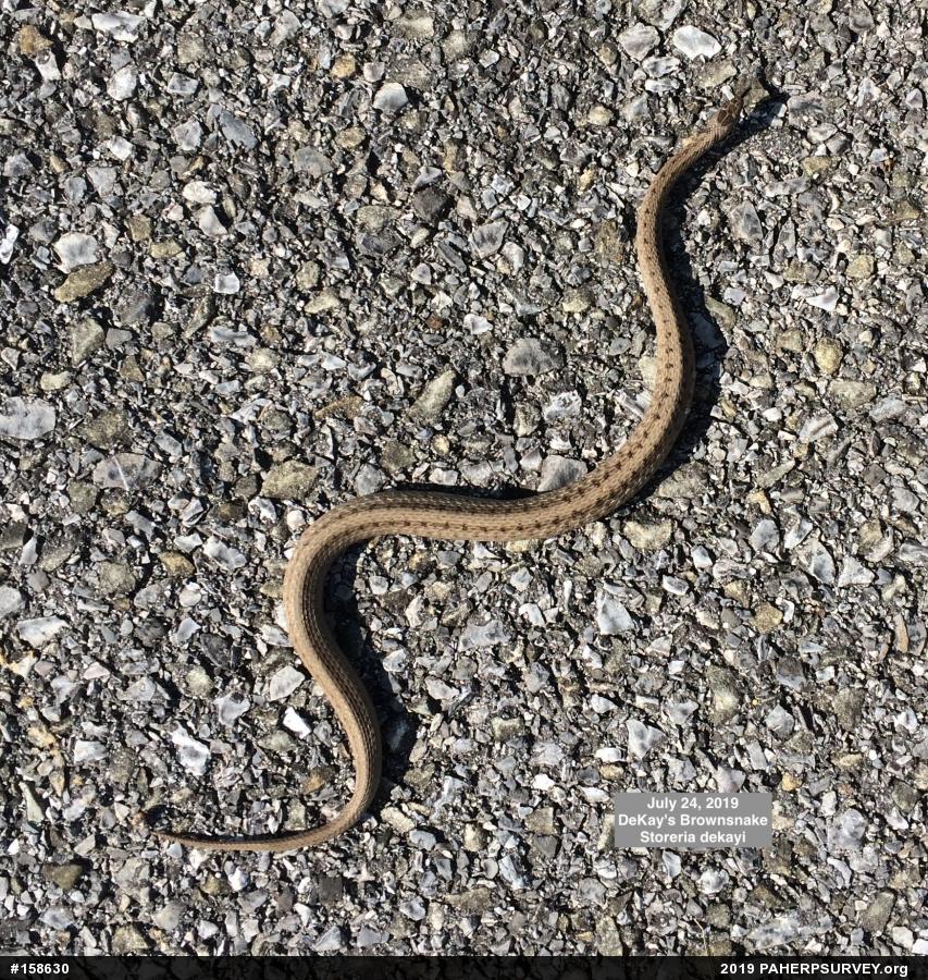 Dekay's Brownsnake