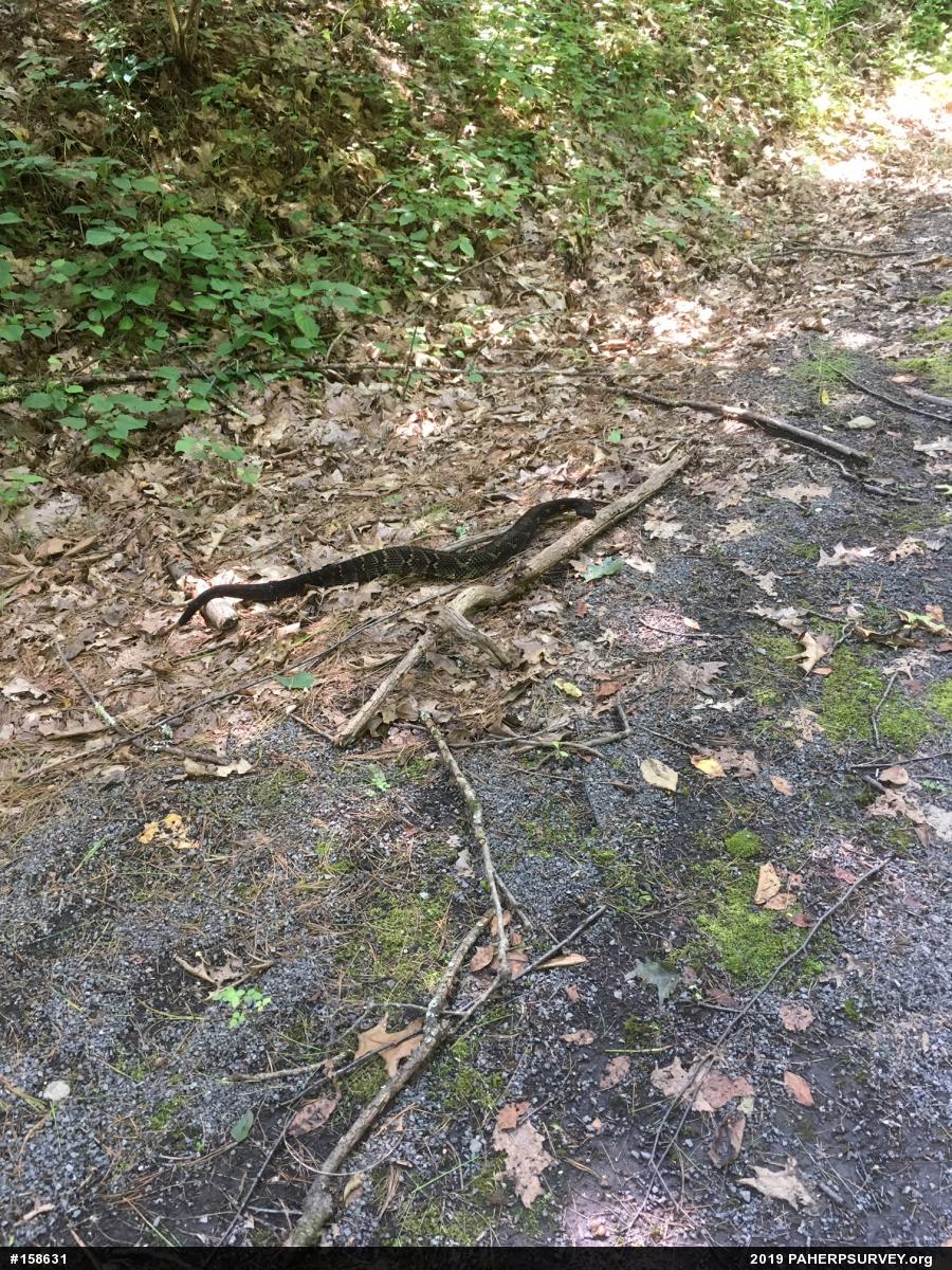 Timber Rattlesnake