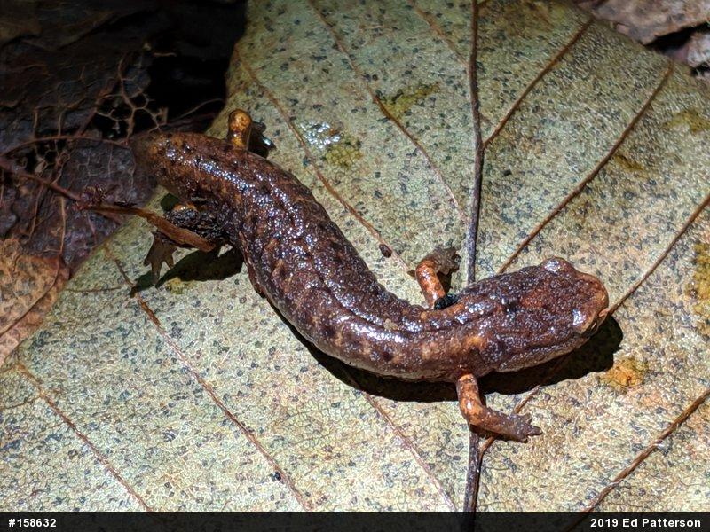 Four-toed Salamander