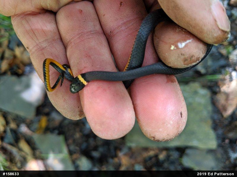 Northern Ring-necked Snake