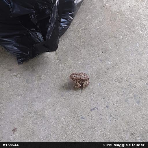 True Toads