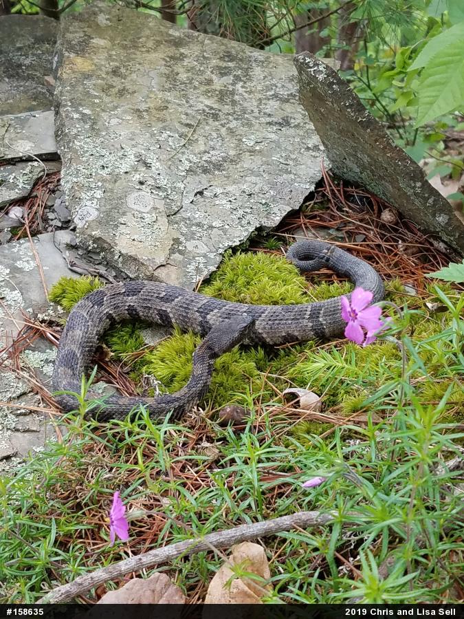 Timber Rattlesnake