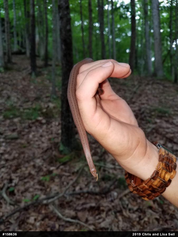 Mountain Earthsnake