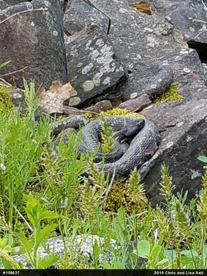 Timber Rattlesnake