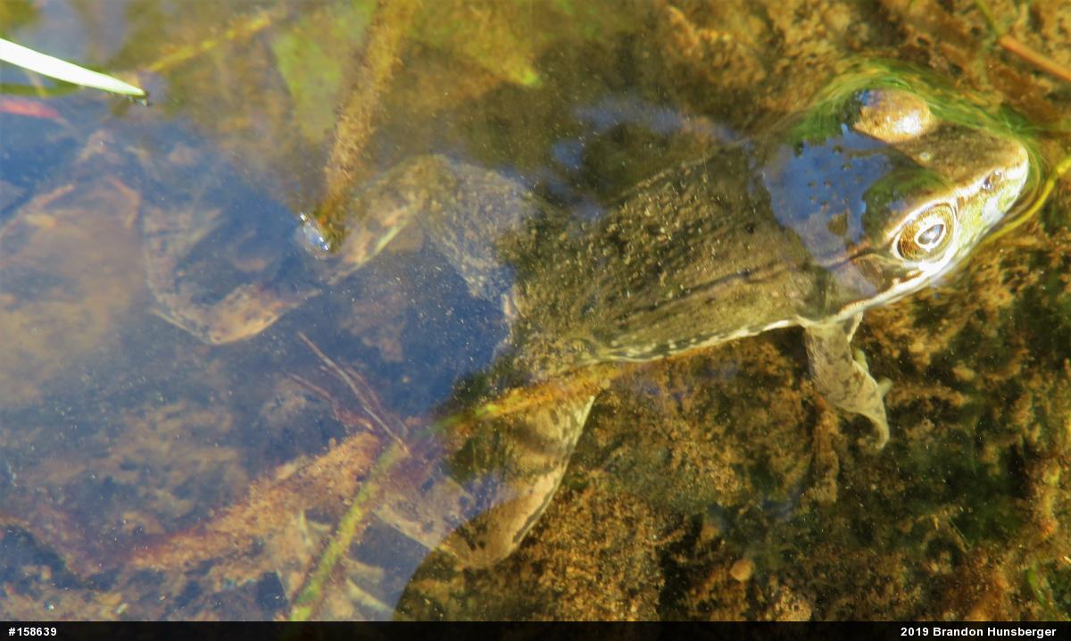 Green Frog