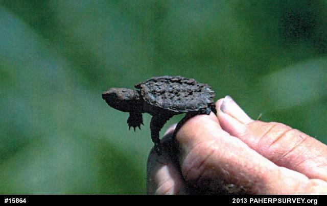 Snapping Turtle