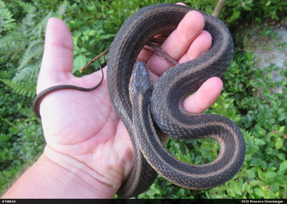 Eastern Gartersnake