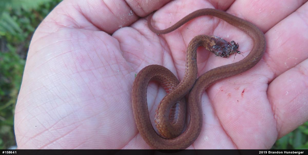 Red-bellied Snake