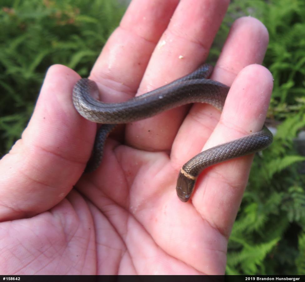 Northern Ring-necked Snake