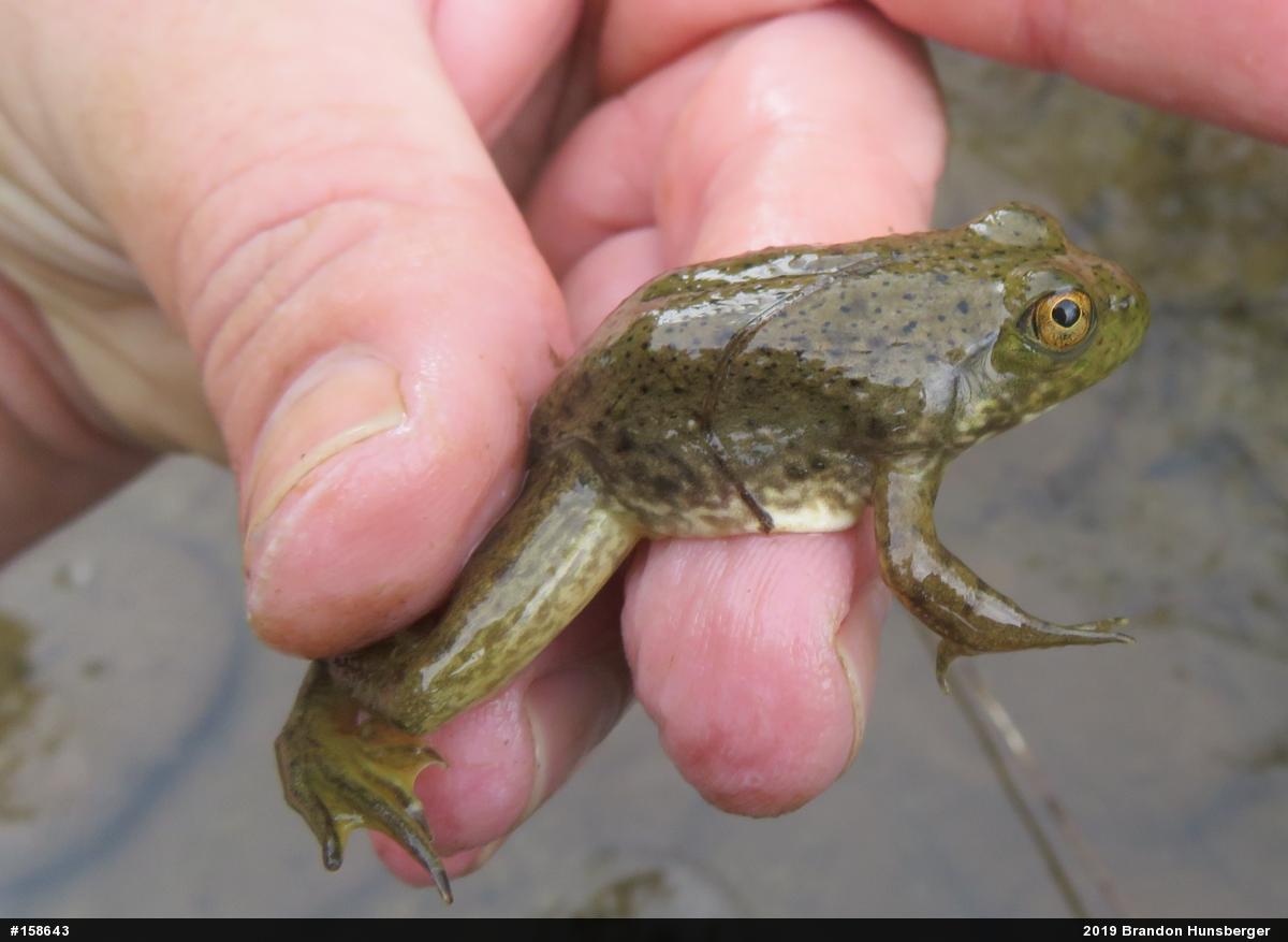 American Bullfrog