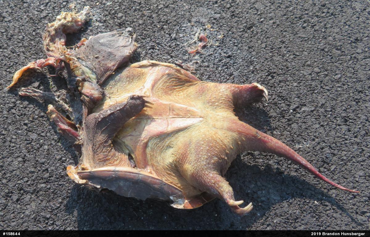 Snapping Turtle
