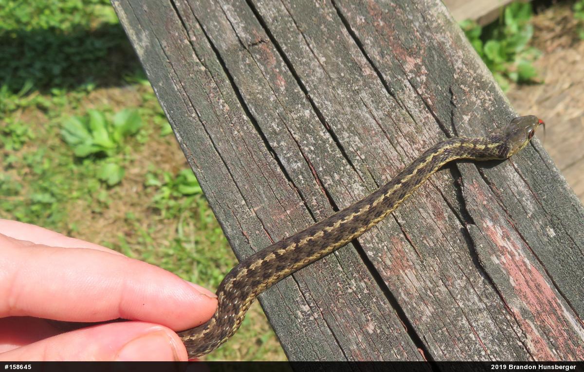 Eastern Gartersnake