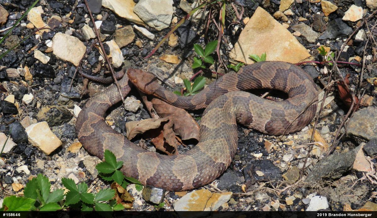 Northern Copperhead