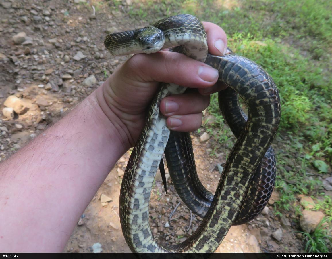 Eastern Ratsnake