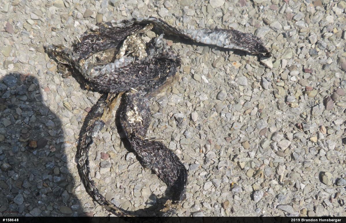 Northern Black Racer
