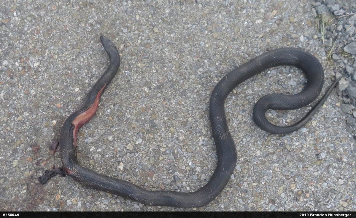 Eastern Ratsnake