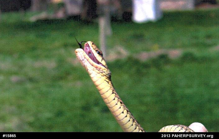 Eastern Gartersnake