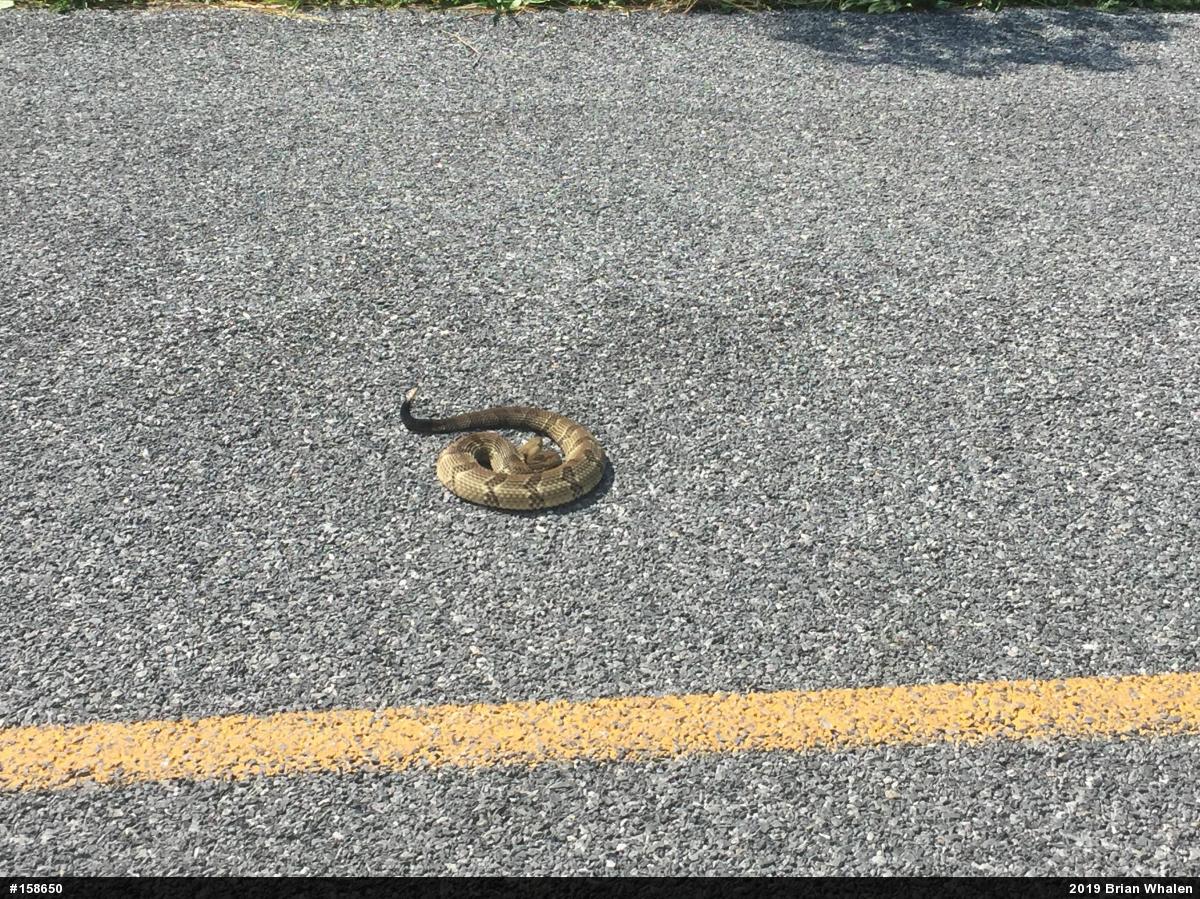 Timber Rattlesnake
