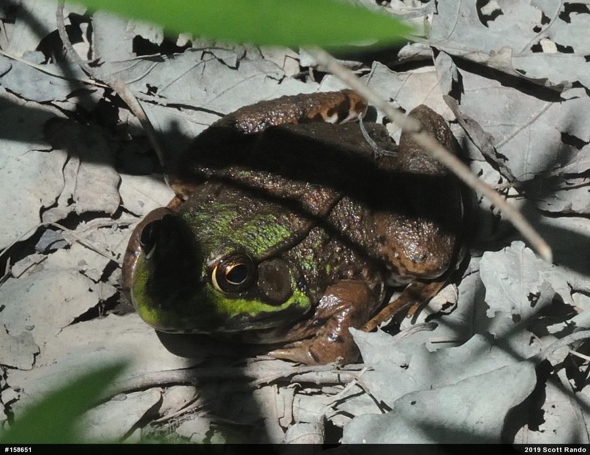 Green Frog
