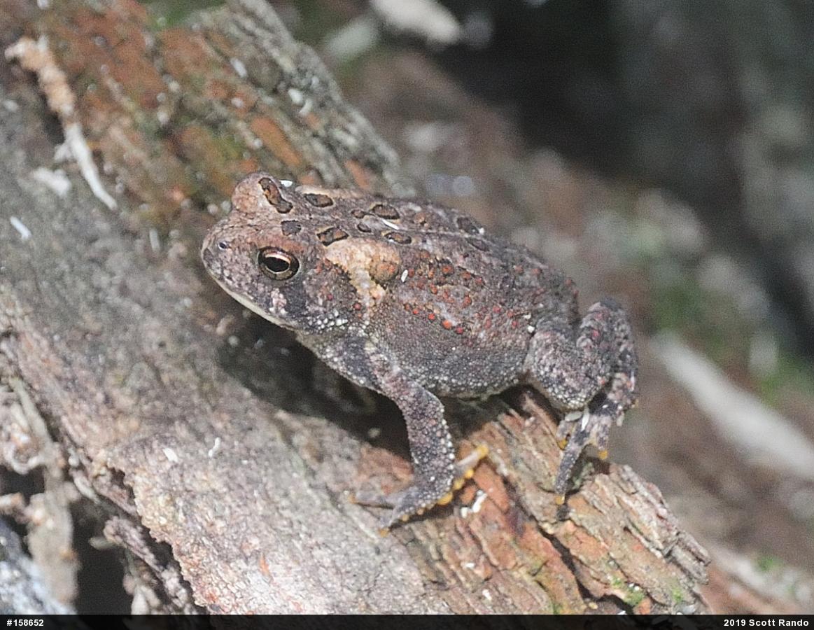 Eastern American Toad
