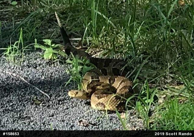 Timber Rattlesnake