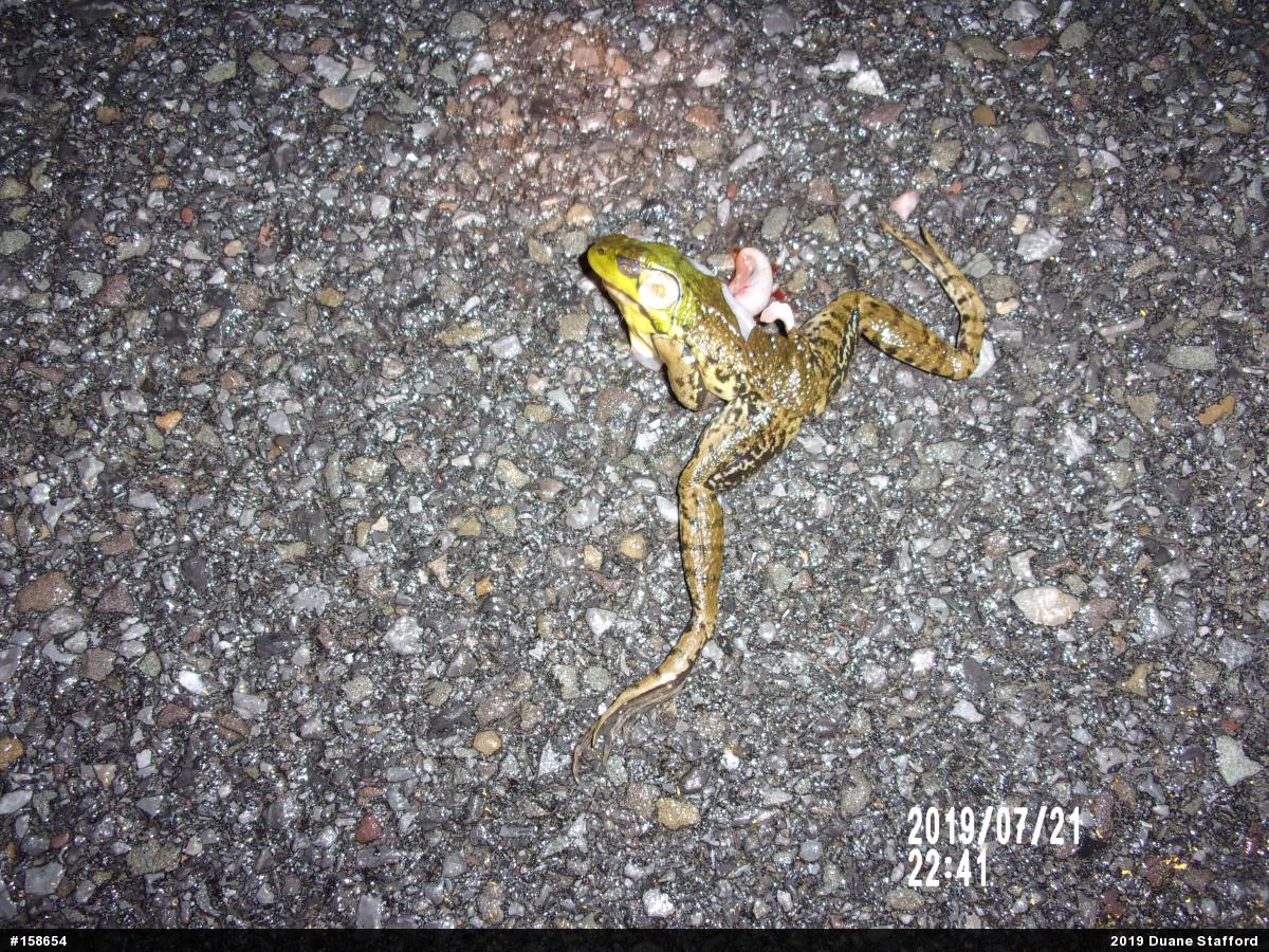 Green Frog