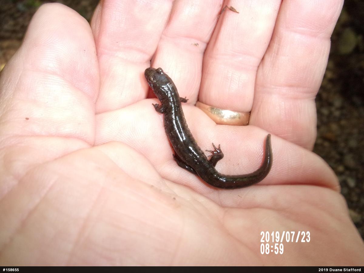 Northern Dusky Salamander