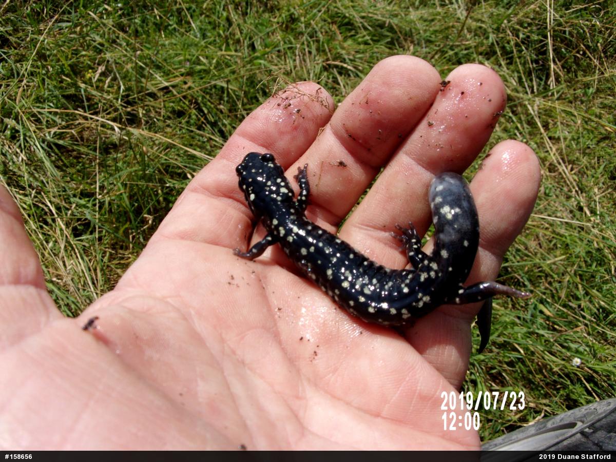 Northern Slimy Salamander