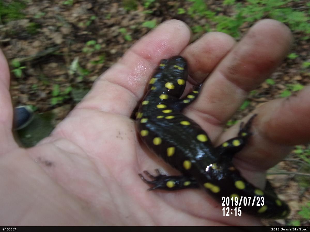 Spotted Salamander