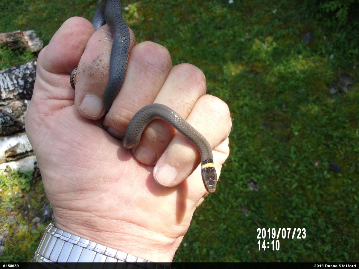 Northern Ring-necked Snake