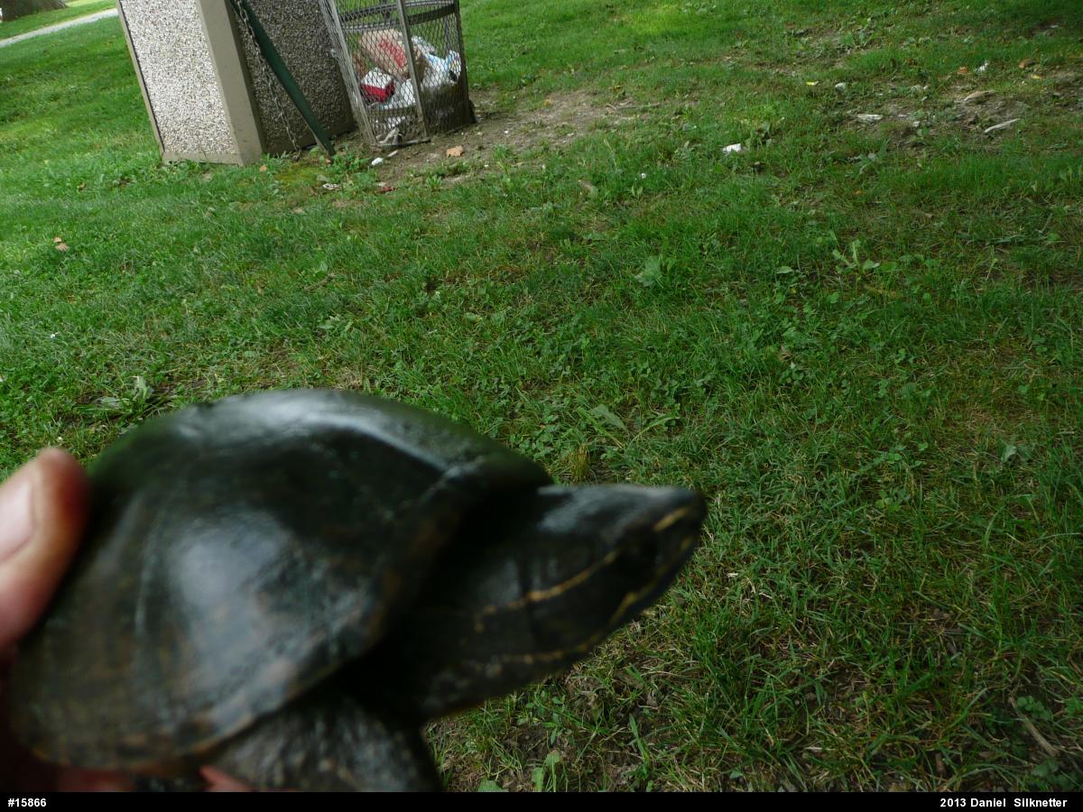 Eastern Musk Turtle