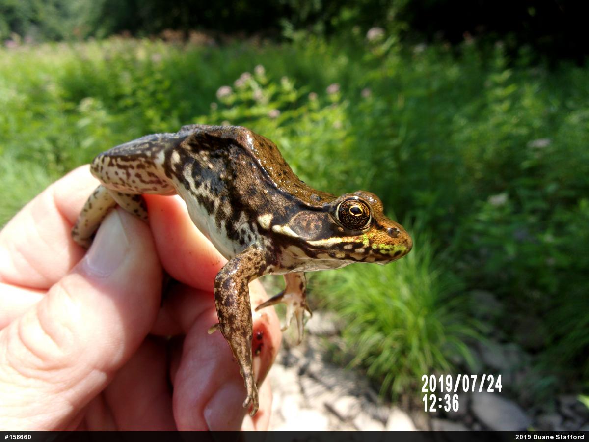 Green Frog