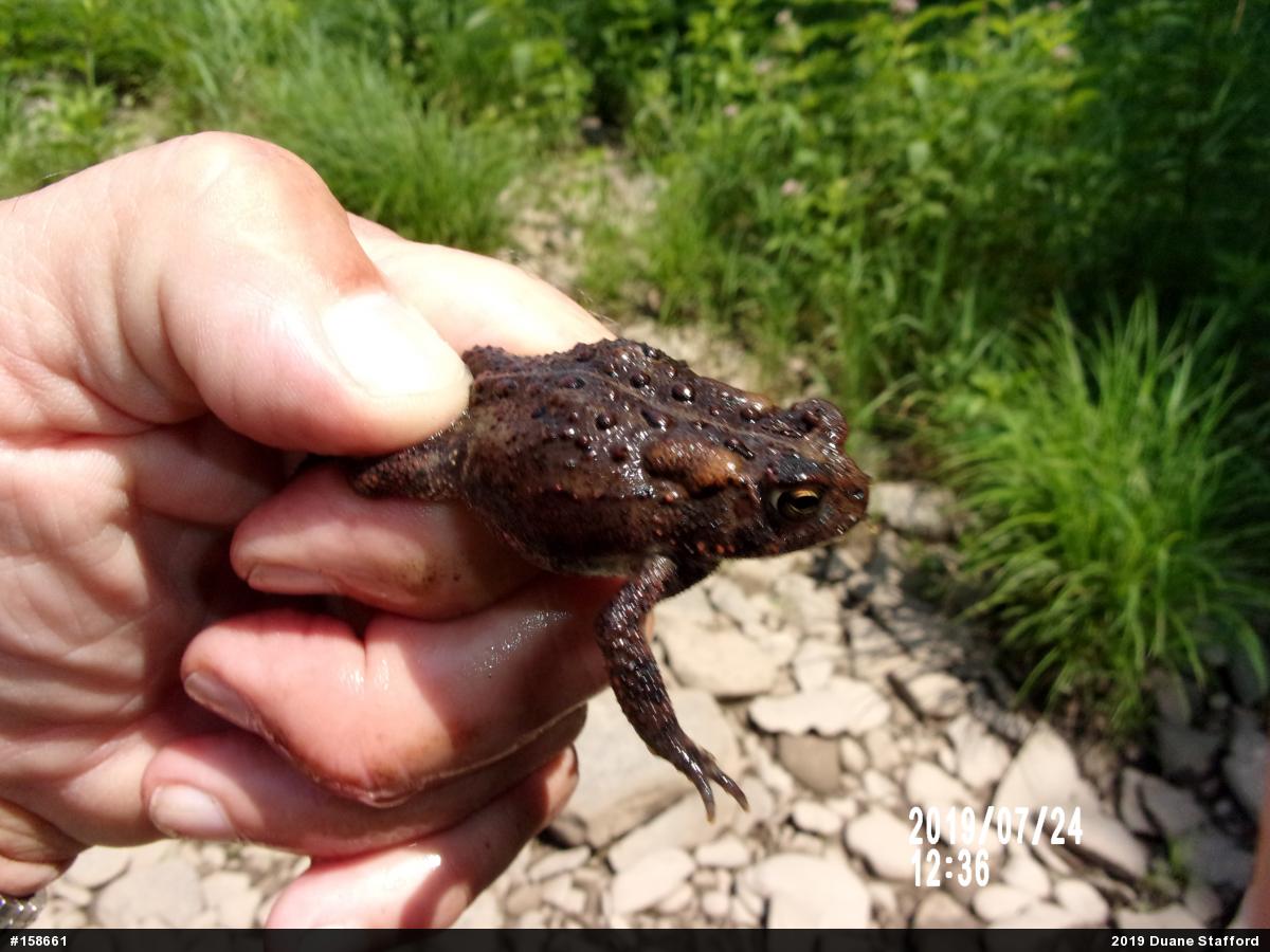 Eastern American Toad