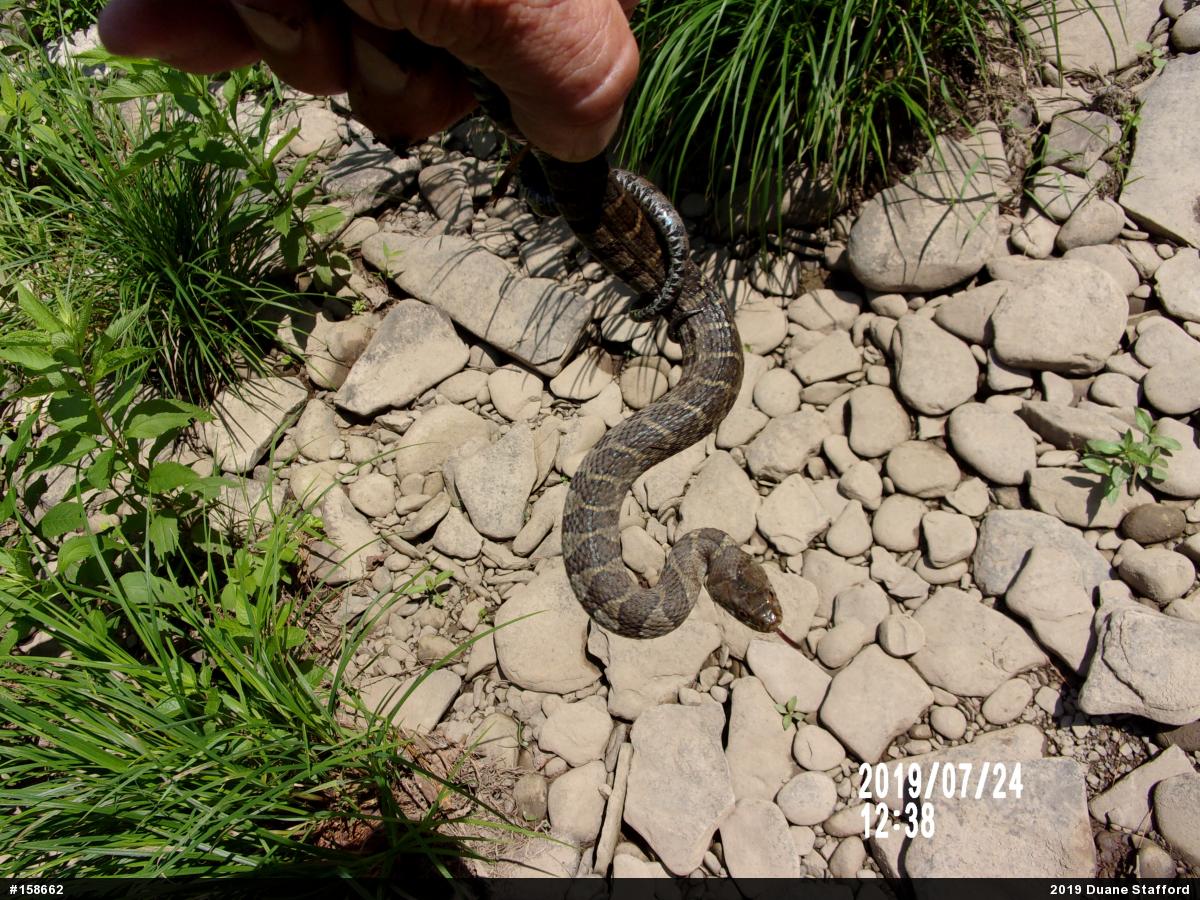 Northern Watersnake