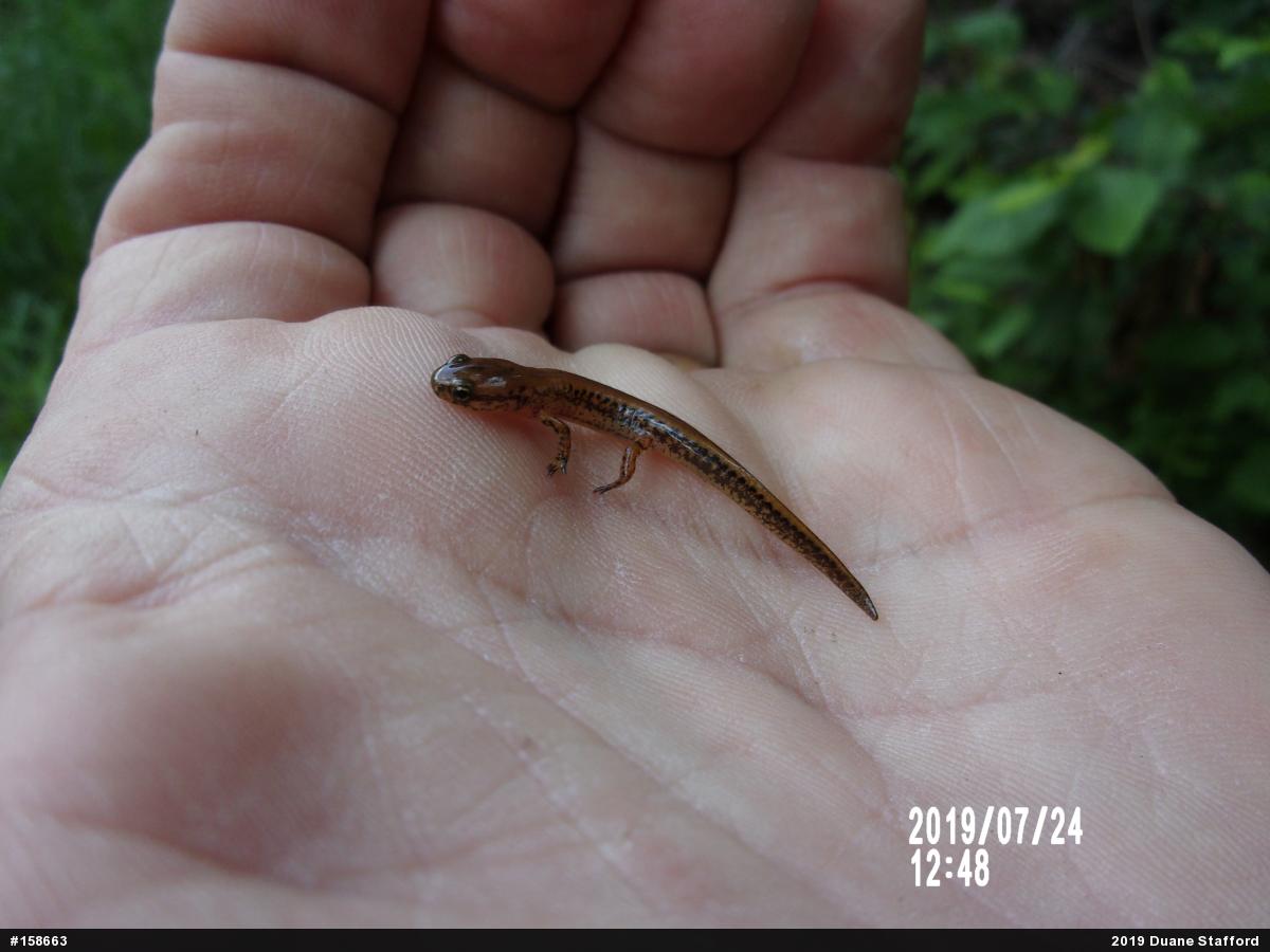 Eastern Long-tailed Salamander